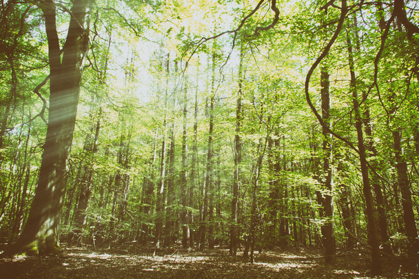 İngilizce bir ormanda ağaçların arasından arıyorsunuz - Fotoğraf, Görsel