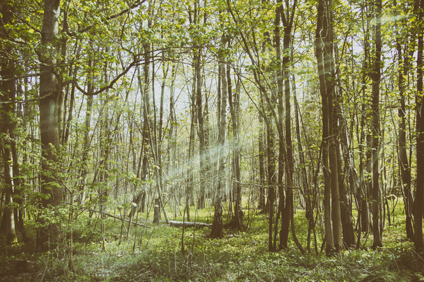 Näkymä puiden läpi maaseudulla kävellä
 - Valokuva, kuva