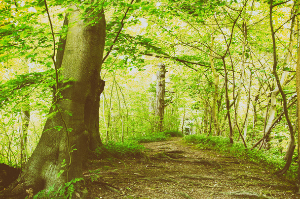 Zobrazit prostřednictvím anglicky lesy v létě - Fotografie, Obrázek