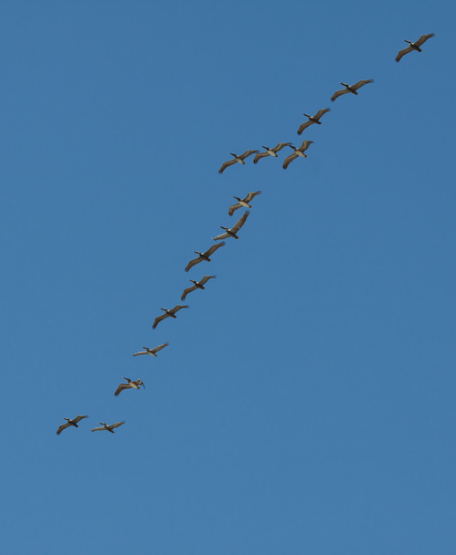 Oiseaux dans le ciel - Photo, image
