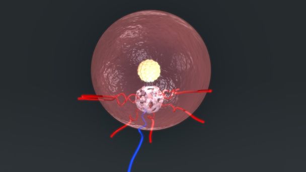 Blastocyst entering in endoderm - Photo, Image