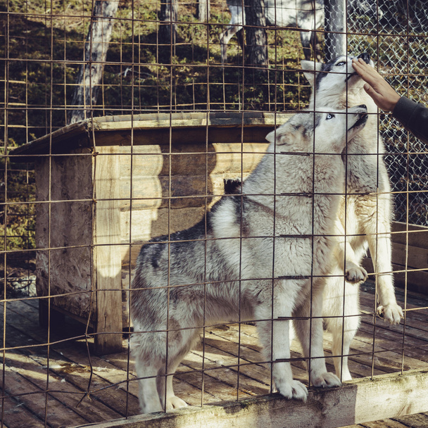Husky собаки в клітці - Фото, зображення