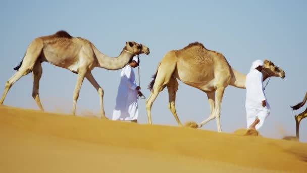  camels on Safari in desert sand dunes - Footage, Video