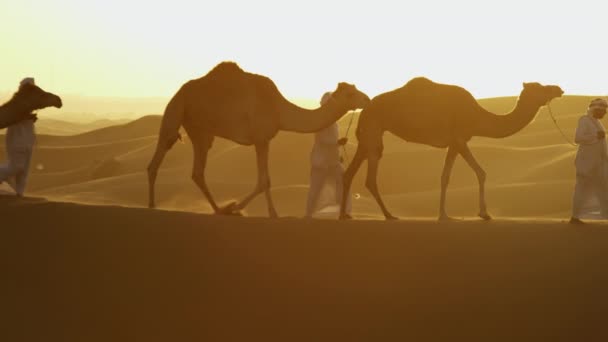 konvoj részeként áthaladó sivatagi teve - Felvétel, videó