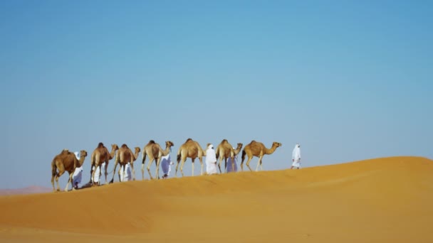 Podróż przez pustynię karawaną wielbłądów - Materiał filmowy, wideo