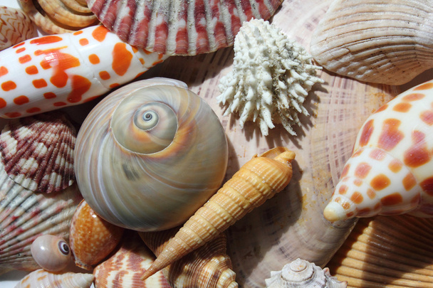 Морские раковины на берегу моря
 - Фото, изображение
