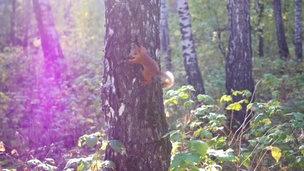 złośliwy wiewiórka skacze na drzewo i macha ogonem - Materiał filmowy, wideo