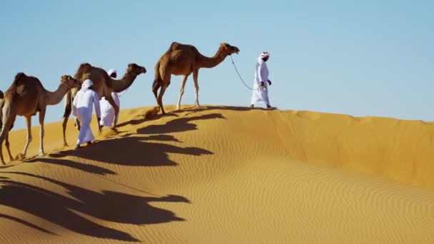 Camels  travelling across desert  - Footage, Video