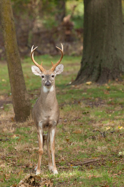 Whitetailed Deer Buck - Photo, Image