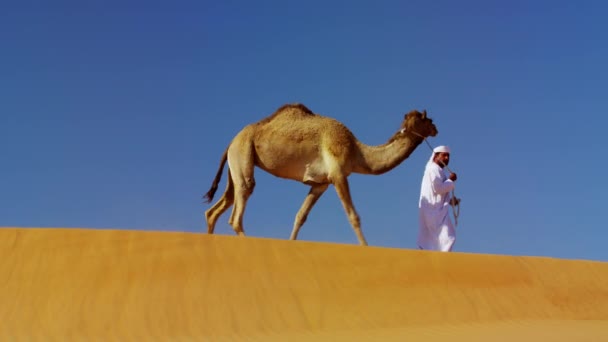 Saattue kameleita matkalla aavikon halki
 - Materiaali, video