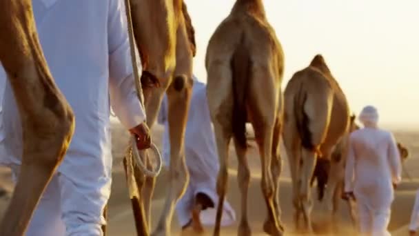 convoy of camels travelling across desert - Footage, Video