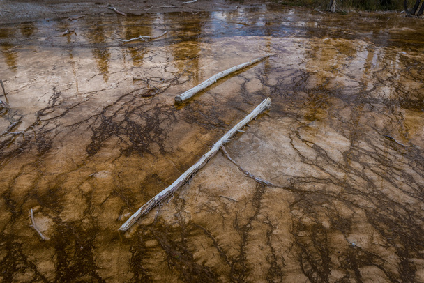 Мертві дерева в Yellowstone - Фото, зображення