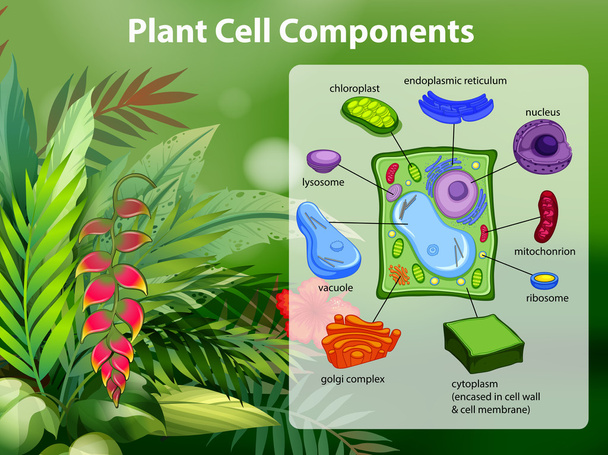 Diagrama de componentes de células vegetales
 - Vector, Imagen
