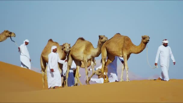  camelos no Safari em dunas de areia do deserto
 - Filmagem, Vídeo