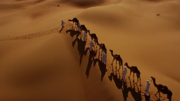 convoy of camels travelling across desert - Footage, Video