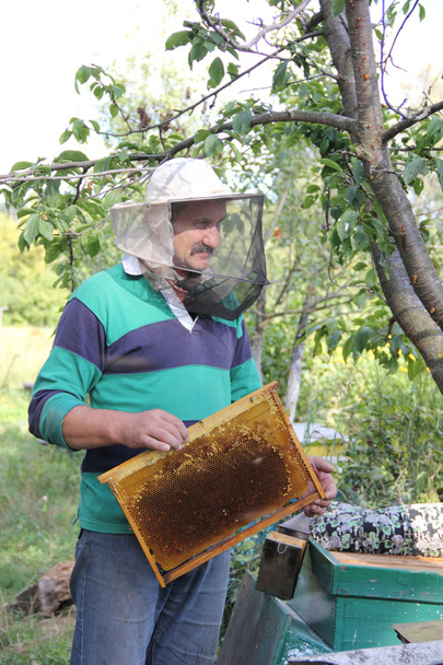 Trabalho do apicultor
 - Foto, Imagem