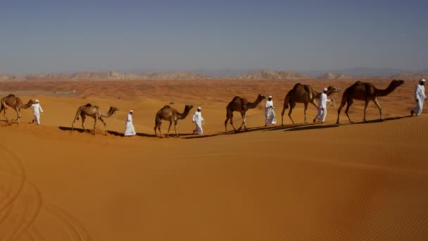 kamelen wordt geleid door handlers door woestijn  - Video