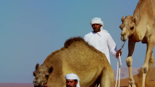 Convoy of camels travelling across desert - Footage, Video