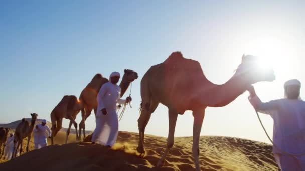 Bedouin males leading camels through desert - Footage, Video