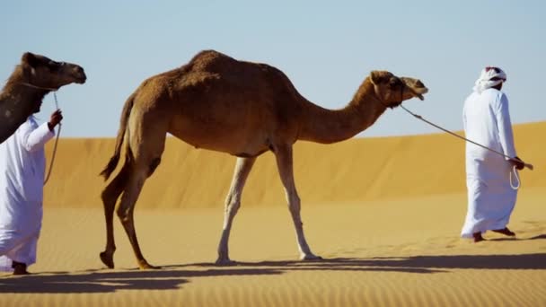 Beduínské muži cestují velbloudi v poušti - Záběry, video