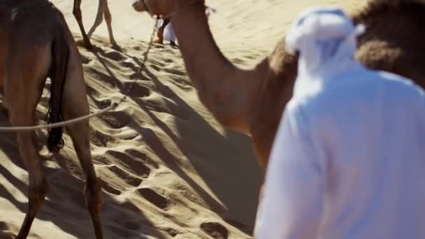 Kamele ziehen durch die Wüste  - Filmmaterial, Video