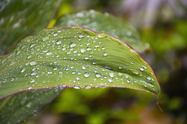 Close-up van groene blad met waterdruppel. - Foto, afbeelding