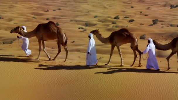 Muži Bedouin vedoucí velbloudy přes poušť - Záběry, video
