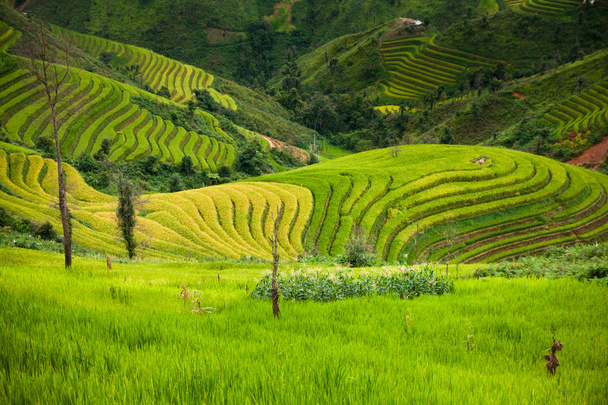 Reisfelder auf Terrassen von mu cang chai, yenbai, vietnam.  - Foto, Bild