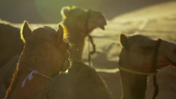 Odpoczynek w piachu pustyni wielbłądy - Materiał filmowy, wideo
