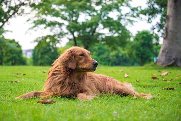 The golden retriever on the grass - Photo, image