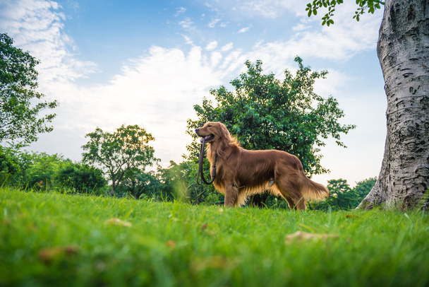 The golden retriever on the grass - Fotografie, Obrázek