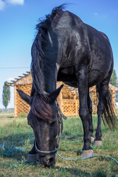 Black horse is feeding at grass at farm - Zdjęcie, obraz