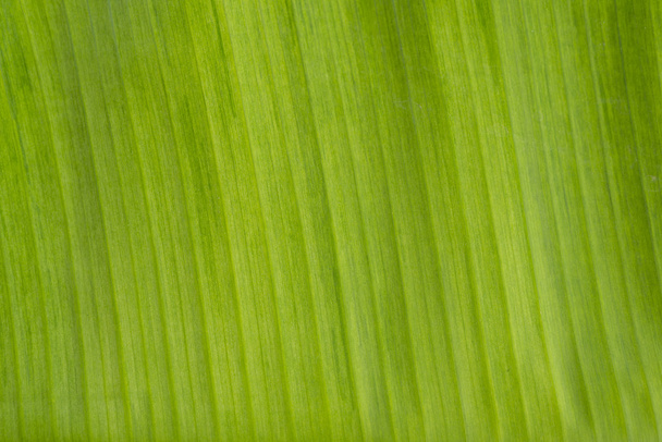 Closeup of green banana leaf texture - Photo, Image