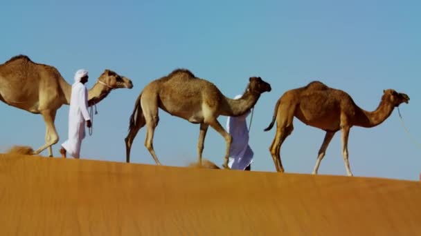 konvooi van kamelen op reis in de woestijn - Video