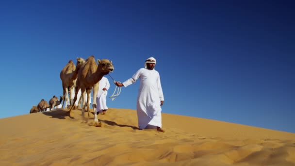 Kamelen op reis in de woestijn  - Video