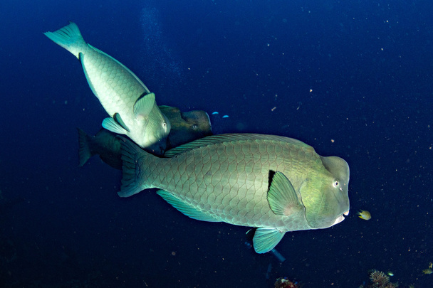 bumphead parrotfish close up portrait underwater detail - Photo, Image