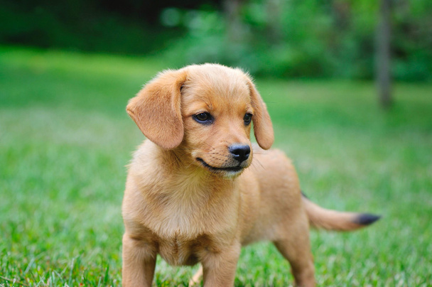 Funny little red-haired puppie on the green grass - Photo, Image