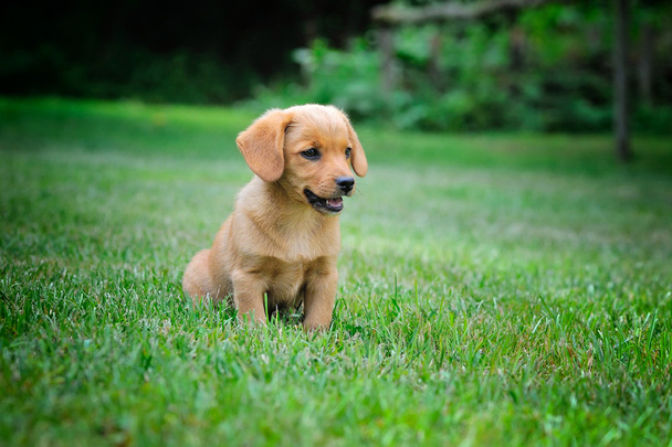 Funny little red-haired puppie on the green grass - Photo, Image