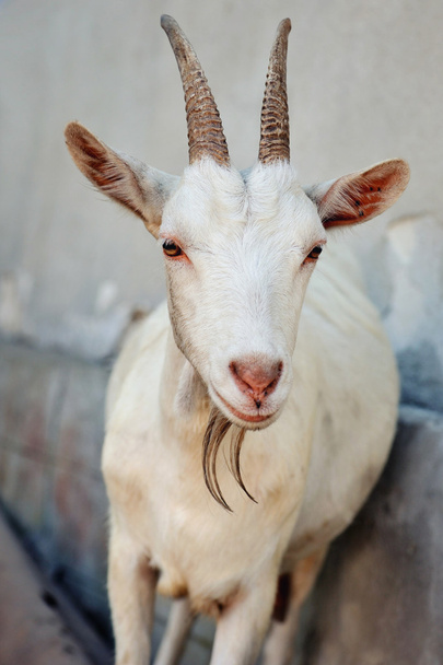 Retrato de cerca de una cabra, afuera en un patio de la granja
 - Foto, imagen