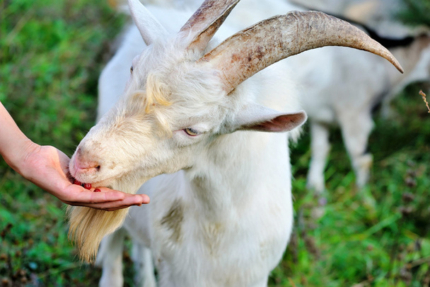 Dogwood berries goat eating from the hand of the farmer - Photo, Image