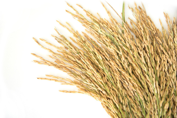 Arroz con cáscara, rendimiento de grano de arroz o espigas de arroz dorado
 - Foto, imagen
