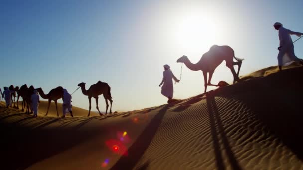 Beduínos machos conduzindo camelos através do deserto
 - Filmagem, Vídeo