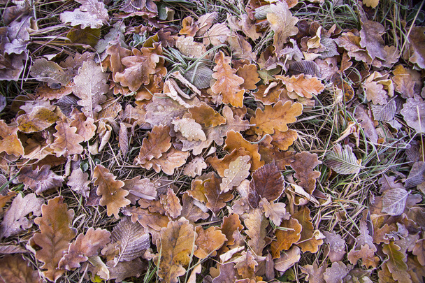 hnědá mražené listy texturu pozadí symbolizující zimních rán - Fotografie, Obrázek