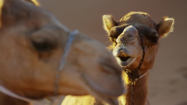 Καμήλες αναπαύεται σε σαφάρι στην έρημο  - Πλάνα, βίντεο