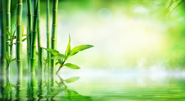 Fundo de bambu - Folhagem exuberante com reflexo na água
 - Foto, Imagem