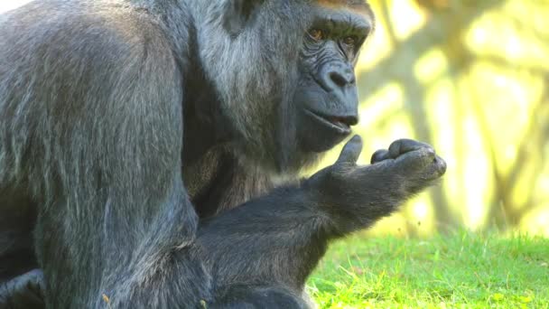 Západní gorila nížinná je jedním ze dvou poddruh gorila západní, který žije v horské, primární a sekundární lesy a močály nížinných ve střední Africe. - Záběry, video