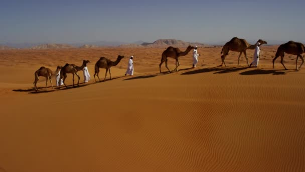 Saattue kameleita matkalla aavikon halki
 - Materiaali, video