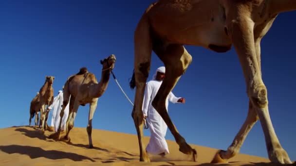 Beduiini urokset johtava kamelit läpi aavikon
 - Materiaali, video