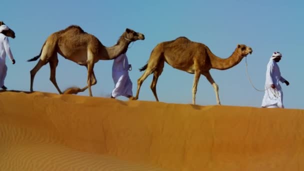 Kamelen op reis in de woestijn  - Video