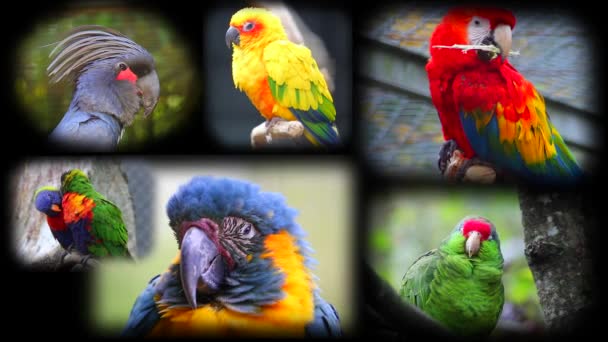 Portraits Of Parrots, Collage - Footage, Video